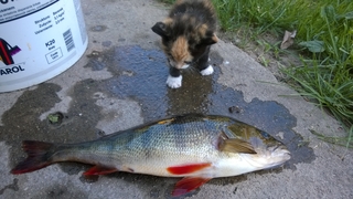Eurasian perch