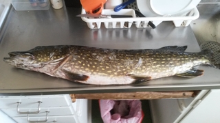 Northern Pike