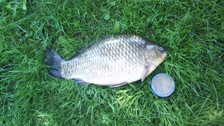 Prussian carp