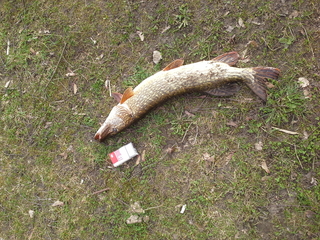 Northern Pike