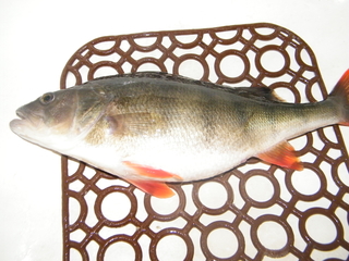 Eurasian perch