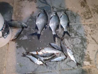 Carp bream