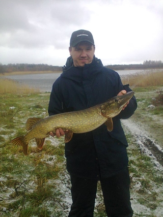 Northern Pike