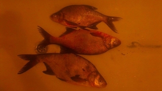 Carp bream