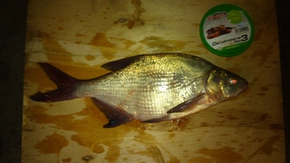 Carp bream