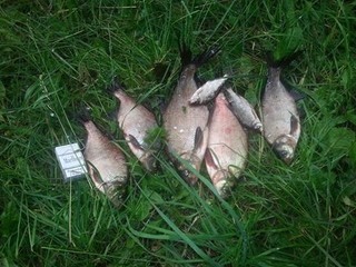 Carp bream