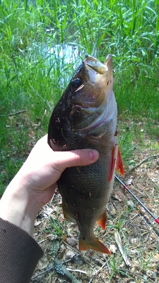 Eurasian perch