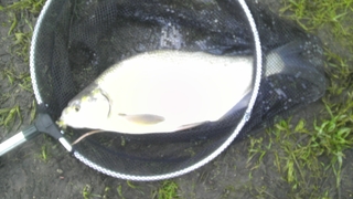 Carp bream