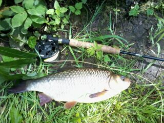 Ide Catching Ide , cought at 06/03/2014 - information about the catch | Pinfishing.com