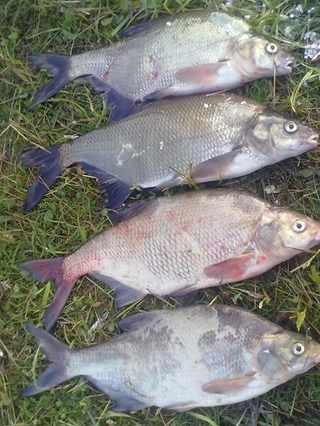 Carp bream