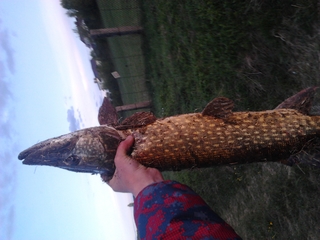 Northern Pike
