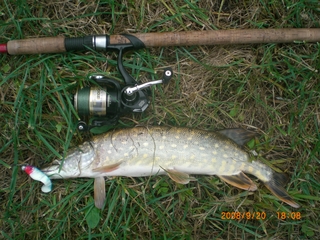 Northern Pike