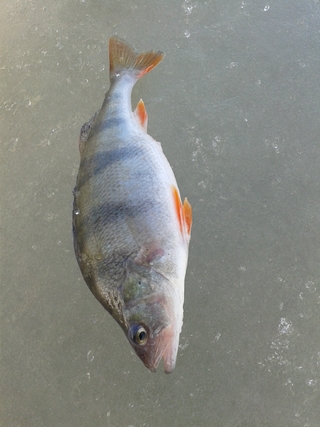 Eurasian perch