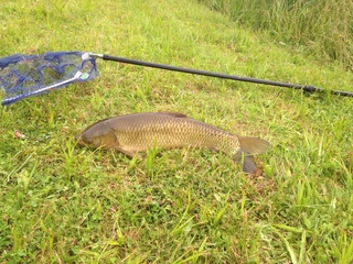 Grass carp