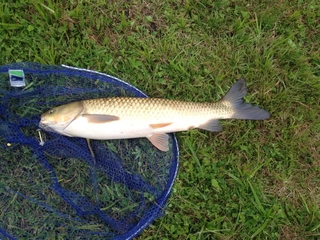 Grass carp