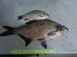 Carp bream