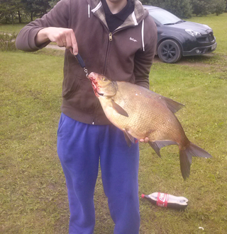 Carp bream