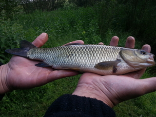 Grass carp