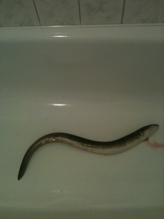 European eel