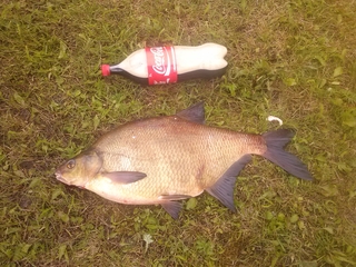 Carp bream
