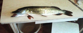 Northern Pike
