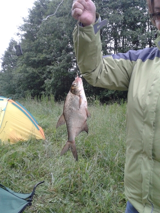 Carp bream