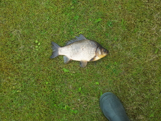 Crucian carp