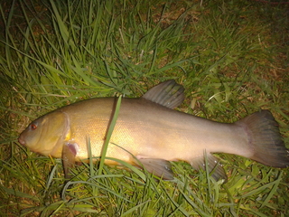 Tench