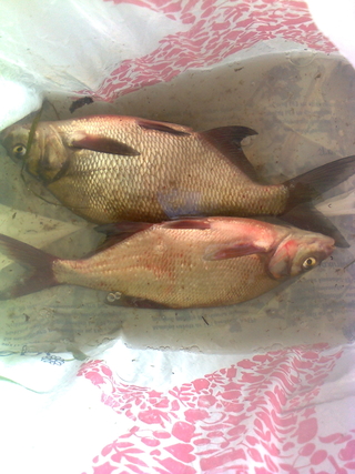 Carp bream