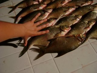 Carp bream