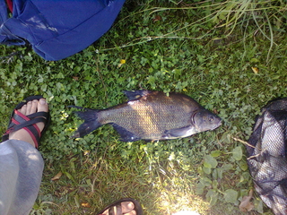 Carp bream