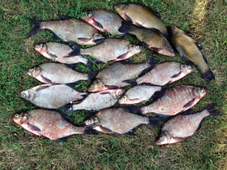Carp bream