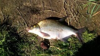 Carp bream