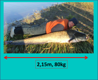 Wels catfish