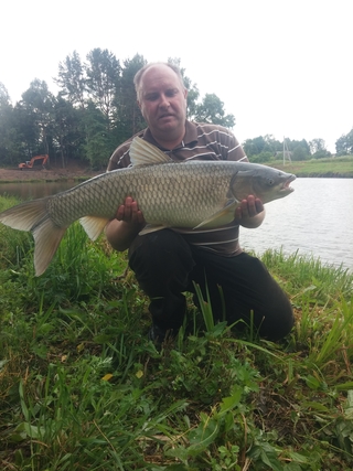 Grass carp