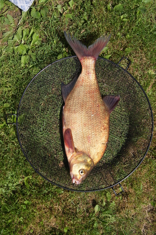 Carp bream