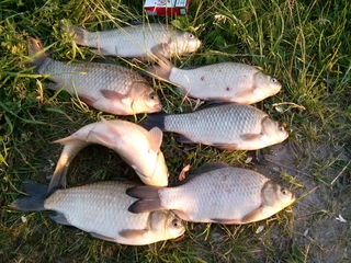 Crucian carp