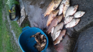 Carp