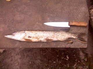 Northern Pike