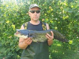 Wels catfish