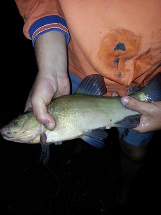 Tench