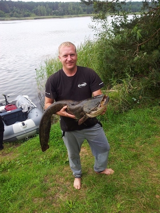 Wels catfish
