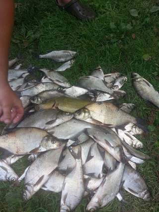 Carp bream
