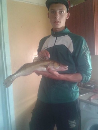 Pike perch