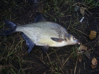 Carp bream