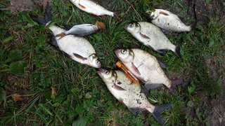 Carp bream