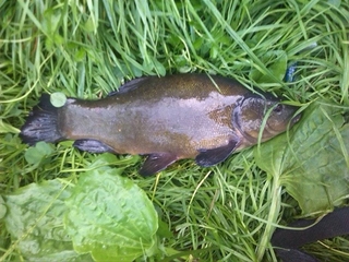 Tench