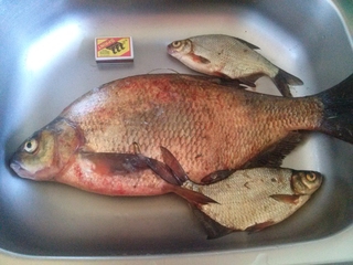 Carp bream