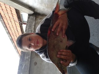 Carp bream