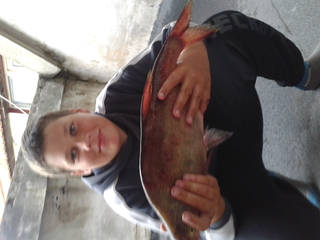Carp bream
